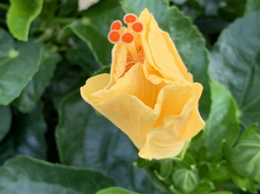 IMG_8209.jpg?type=w966