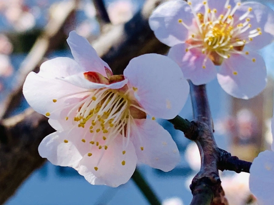 IMG_1356.jpg?type=w966