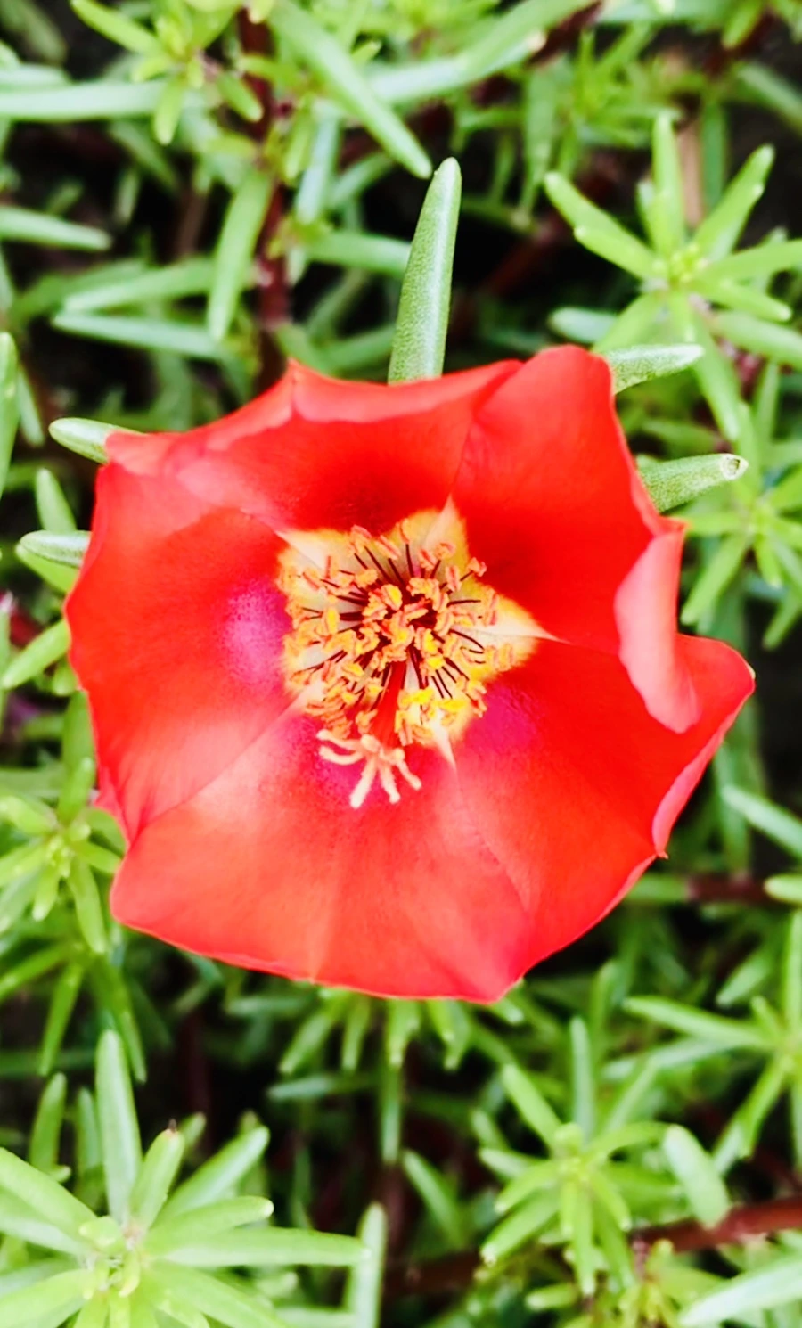 IMG_1278.jpg?type=w966