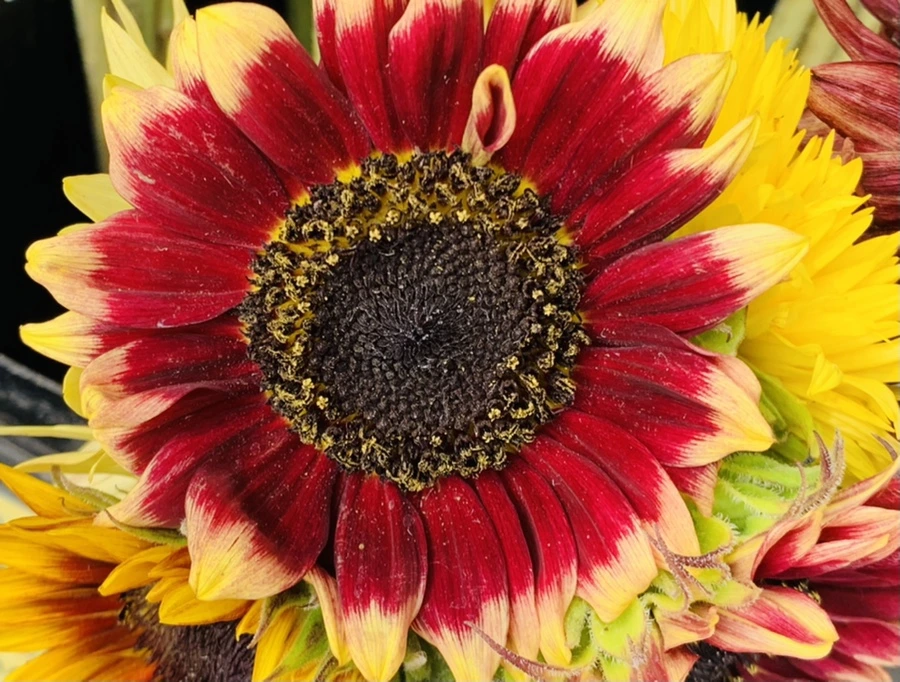 IMG_6639.jpg?type=w966