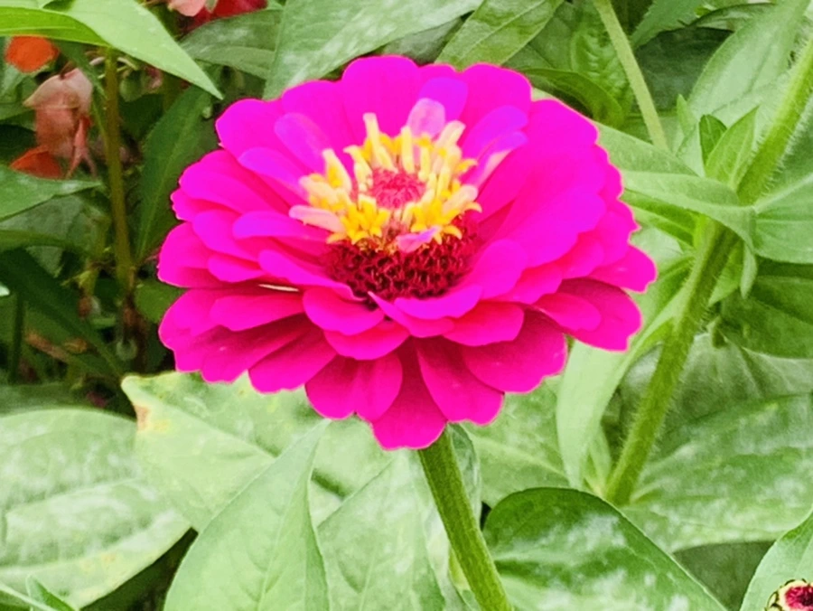 IMG_1186.jpg?type=w966