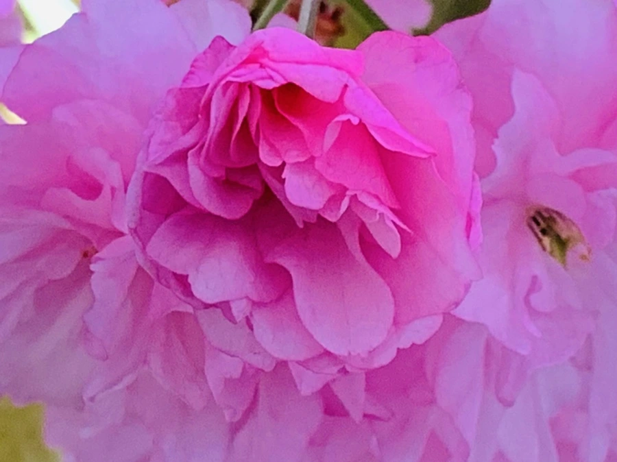 IMG_7359.jpg?type=w966