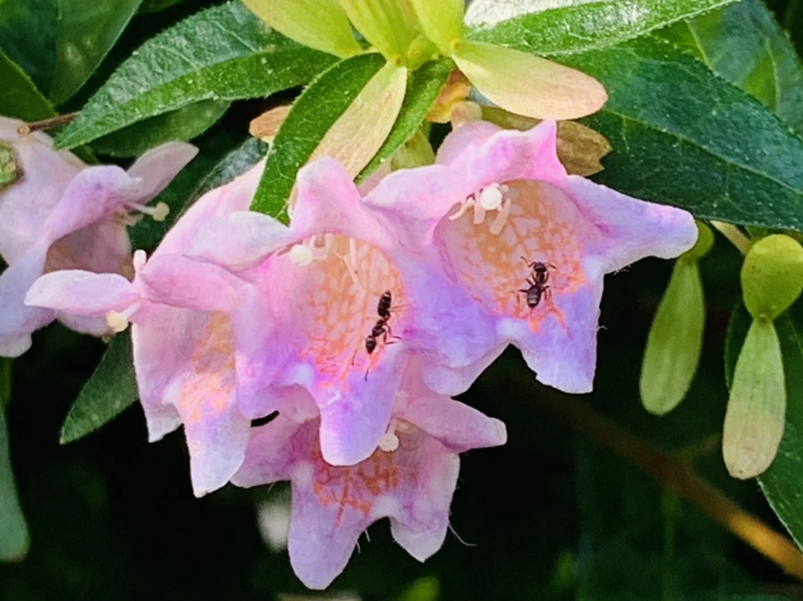 IMG_8949.jpg?type=w966