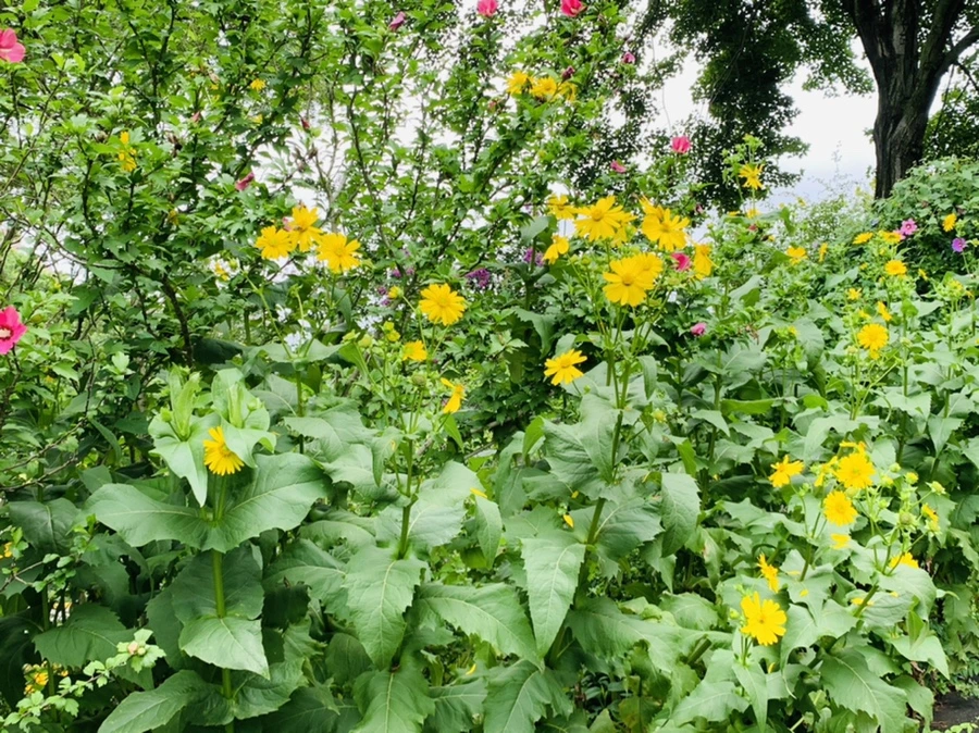 IMG_1090.jpg?type=w966