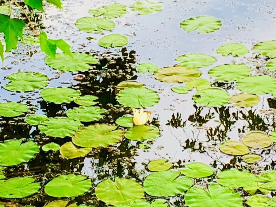 IMG_5143.jpg?type=w966