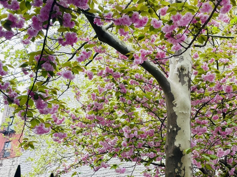 IMG_2524.jpg?type=w966