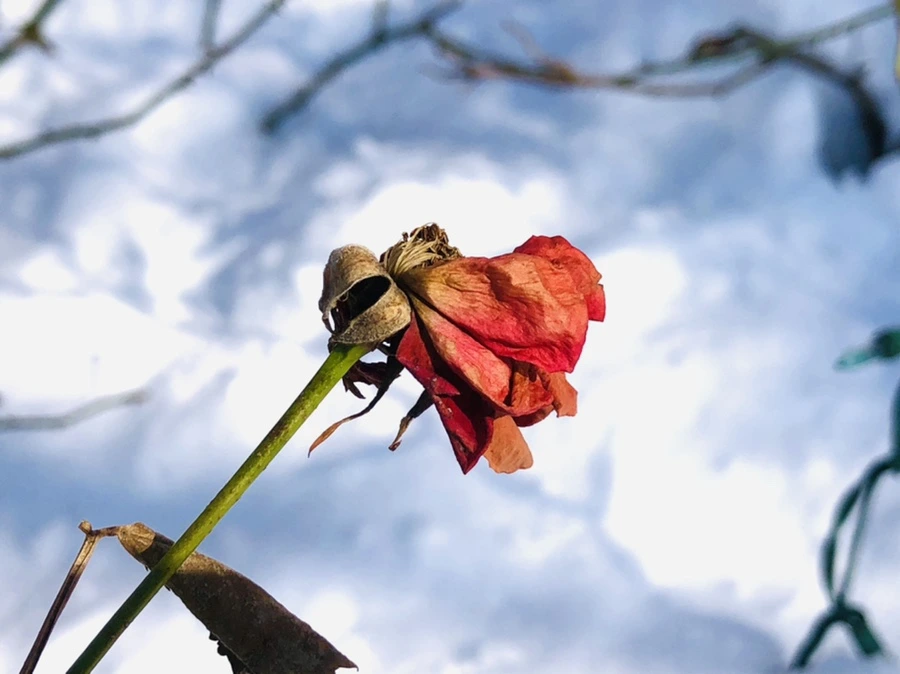 IMG_1375.jpg?type=w966