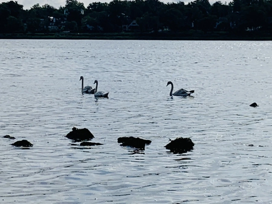 IMG_3231.jpg?type=w966