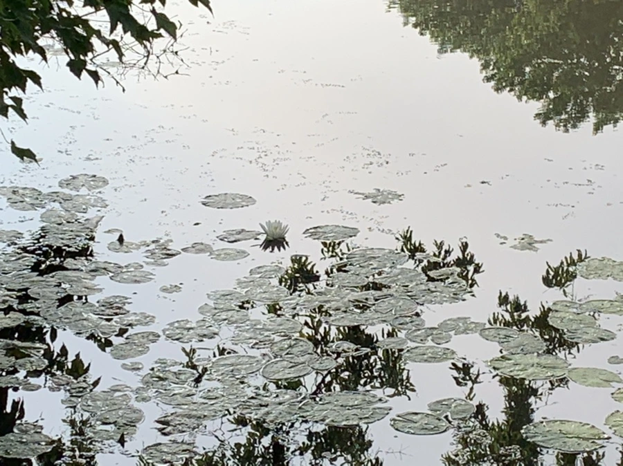 IMG_4412.jpg?type=w966