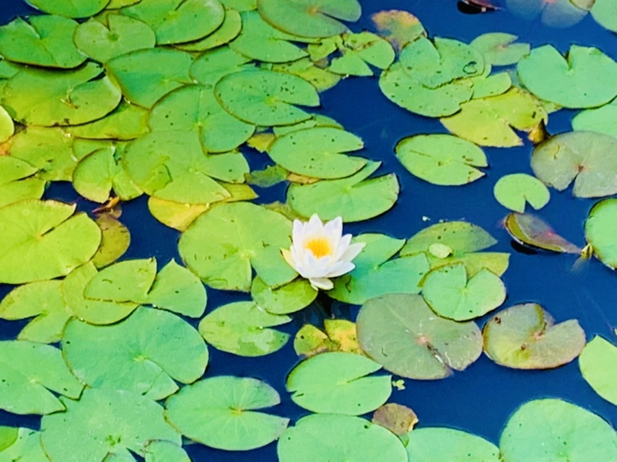 IMG_4295.jpg?type=w966