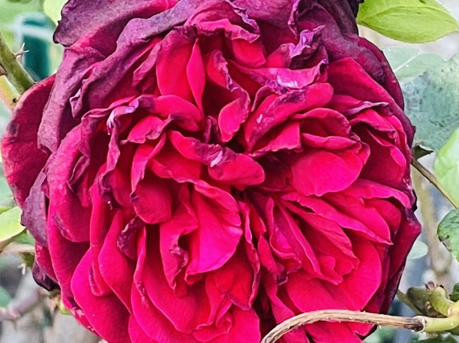 IMG_5934.jpg?type=w966