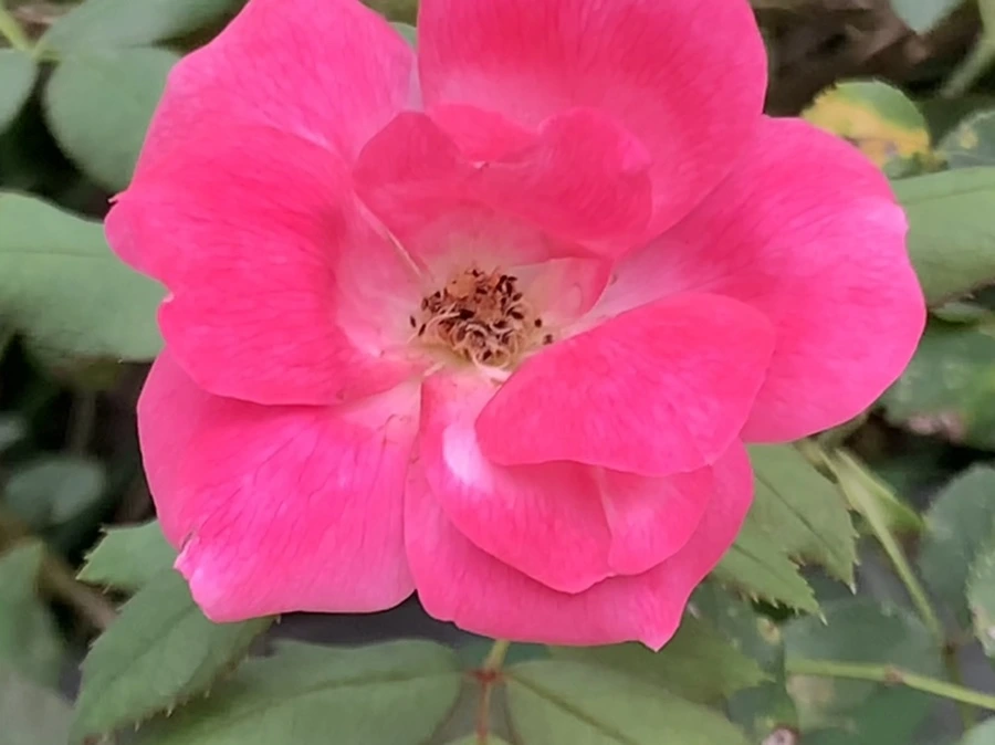 IMG_6074.jpg?type=w966