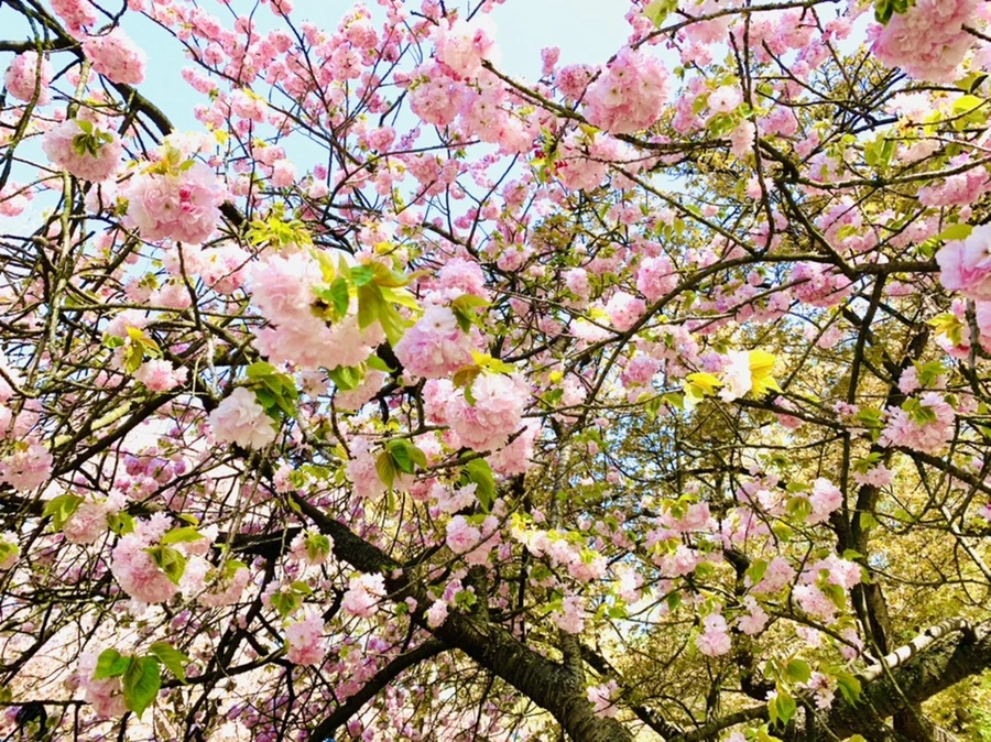 IMG_4675.jpg?type=w966