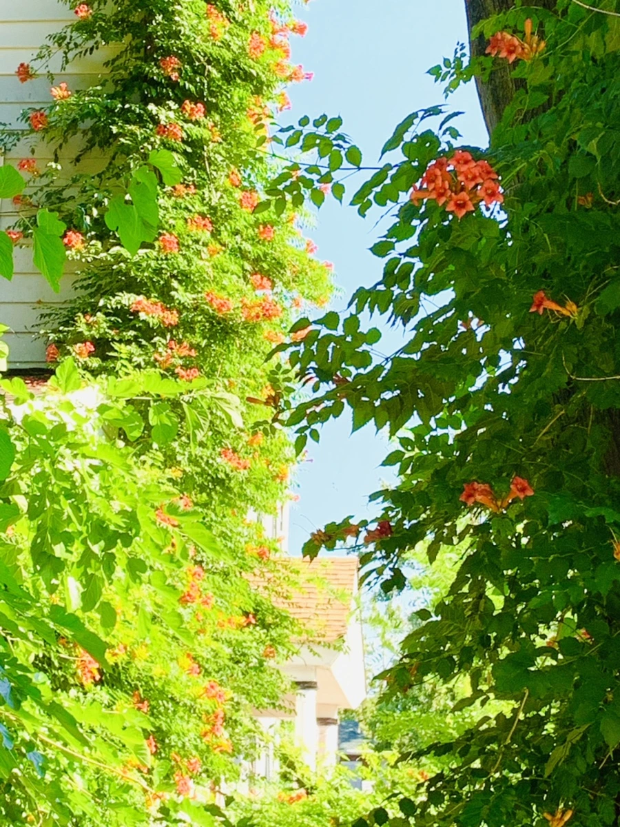 IMG_8717.jpg?type=w966