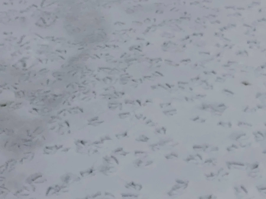 IMG_2550.jpg?type=w966