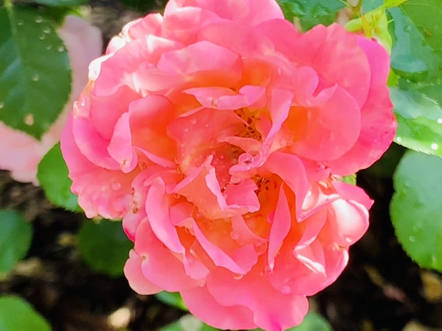 IMG_8457.jpg?type=w966