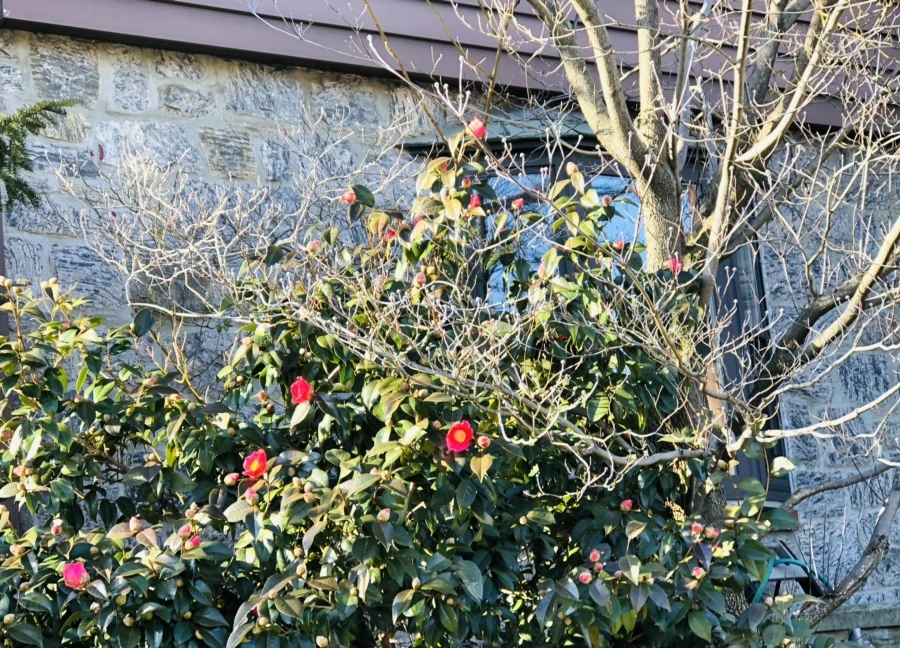 IMG_0335.jpg?type=w966