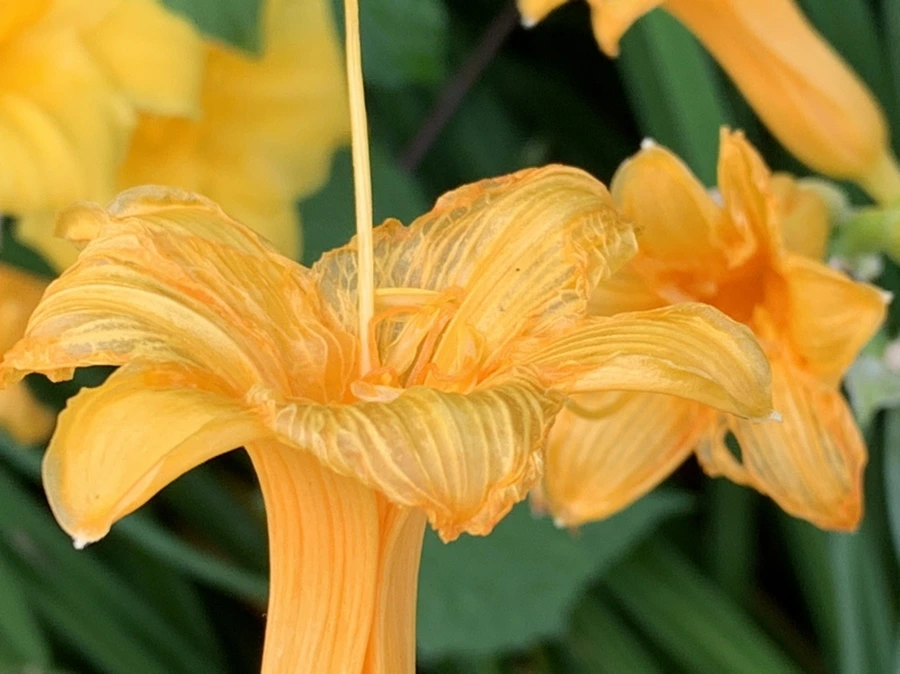 IMG_6025.jpg?type=w966