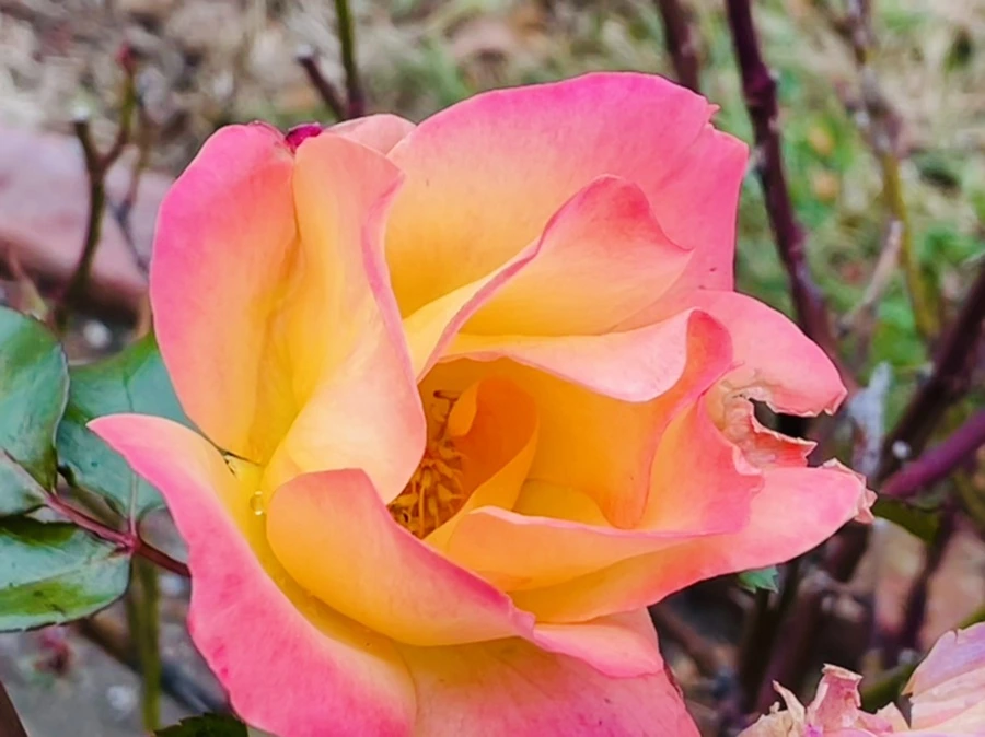 IMG_5147.jpg?type=w966