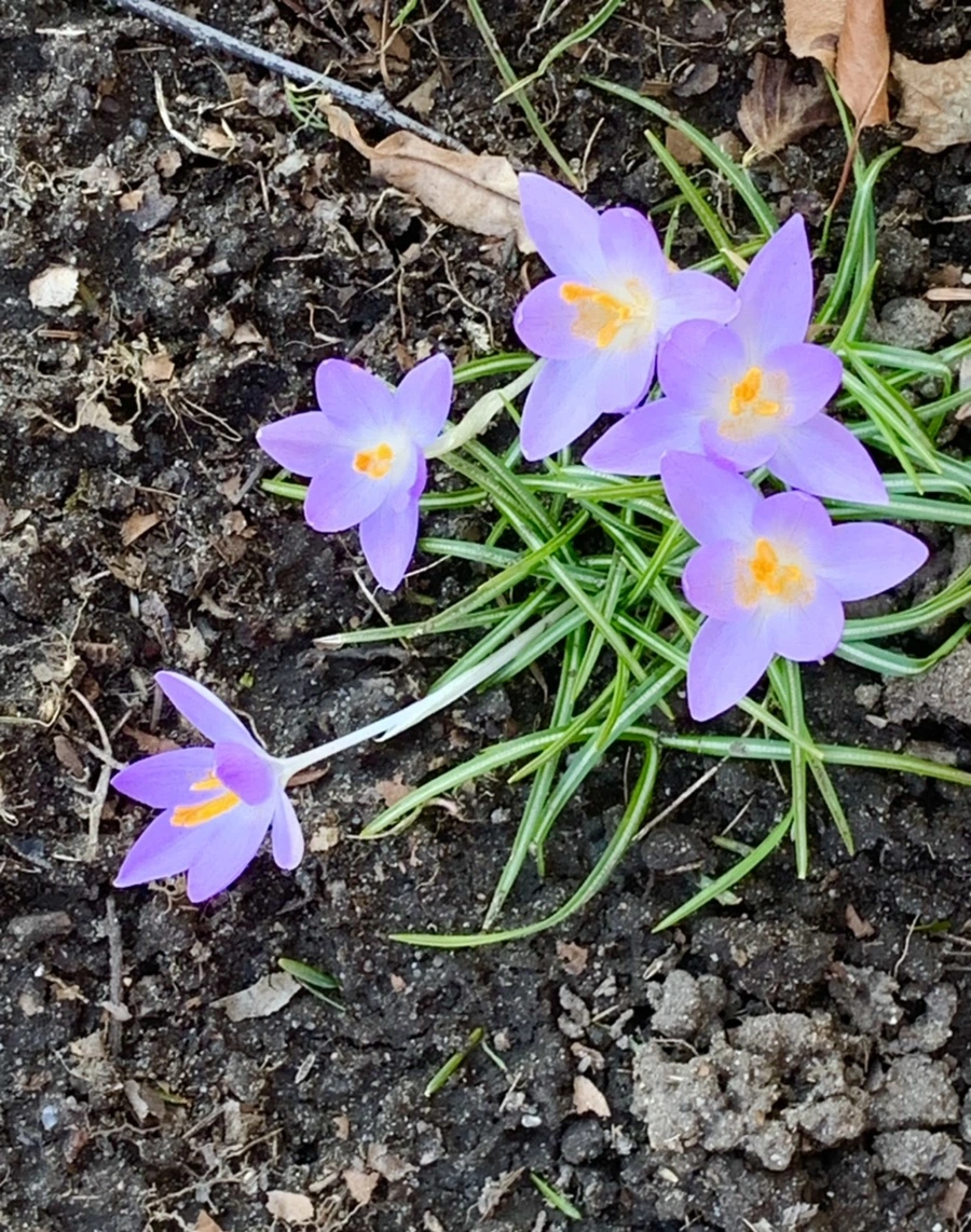 IMG_7046.jpg?type=w966