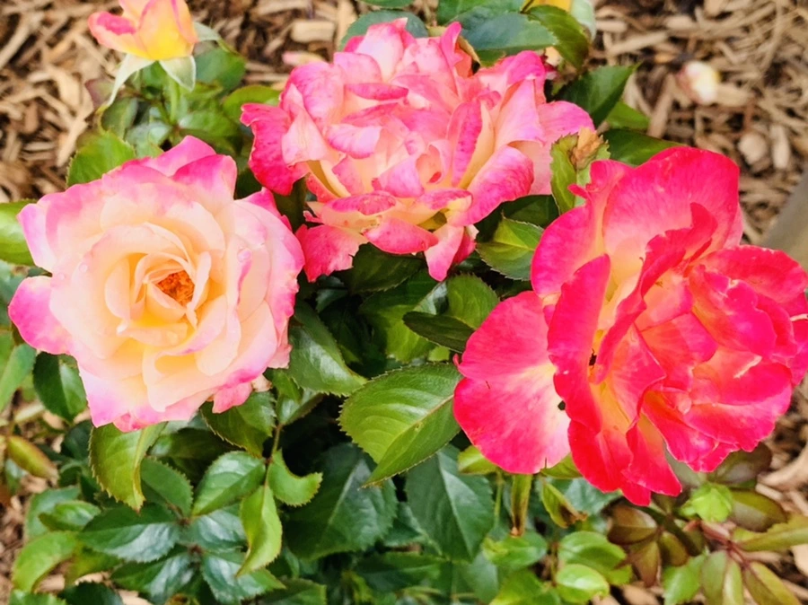 IMG_0513.jpg?type=w966