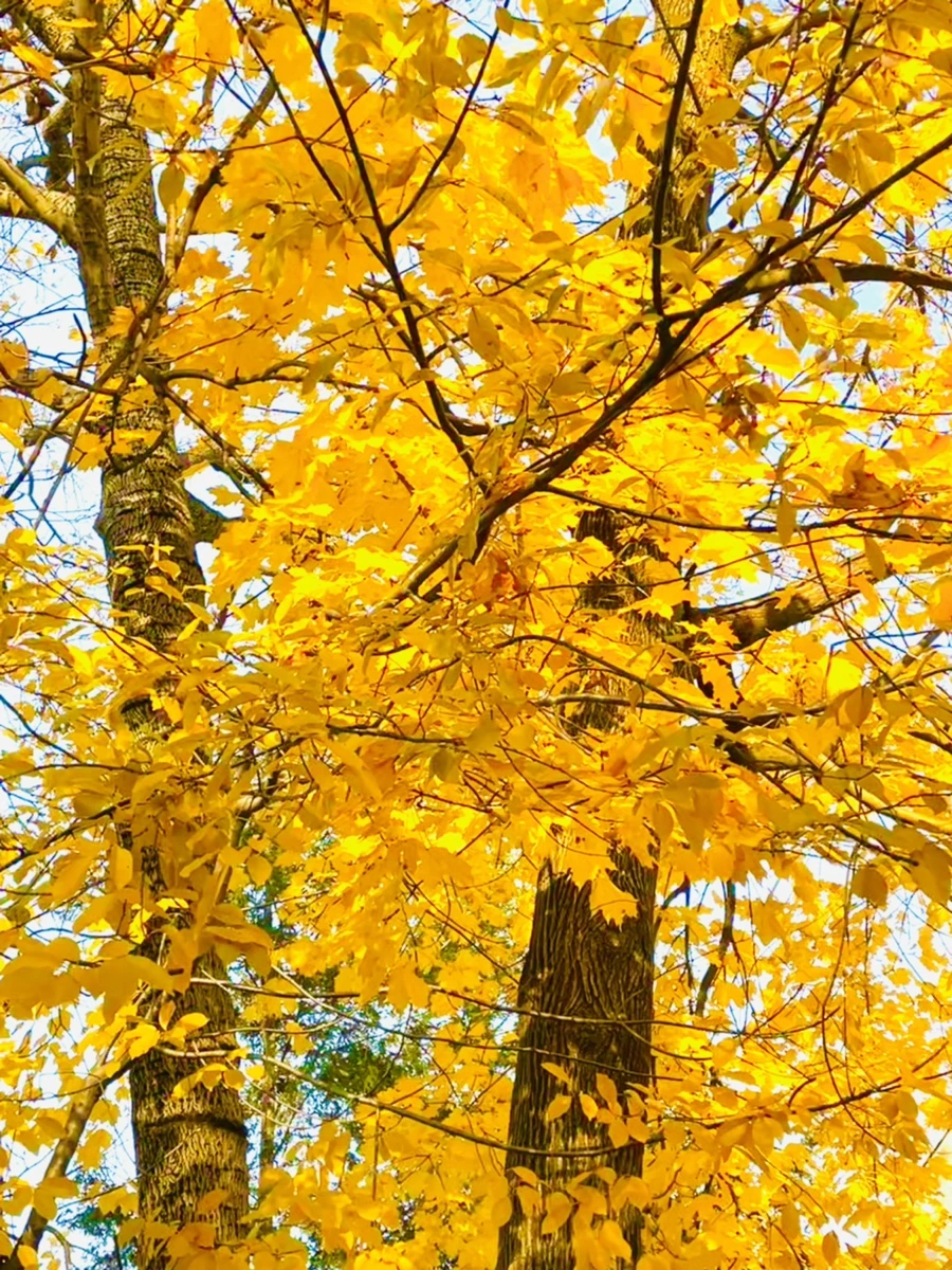 IMG_5966.jpg?type=w966