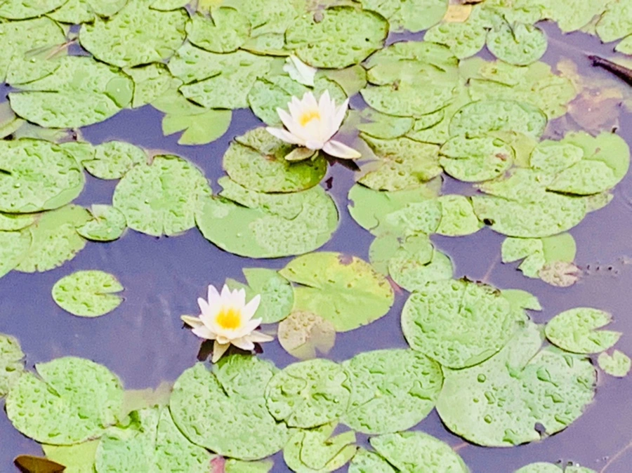 IMG_8331.jpg?type=w966