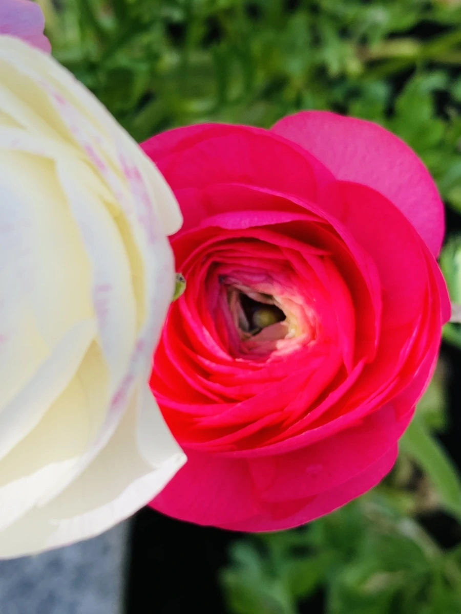 IMG_1045.jpg?type=w966