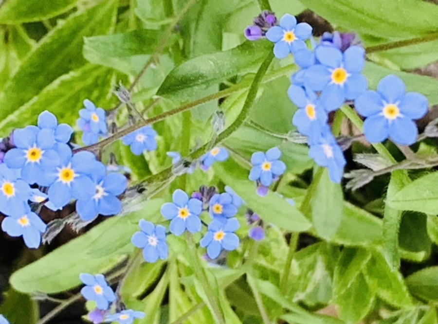 IMG_7680.jpg?type=w966