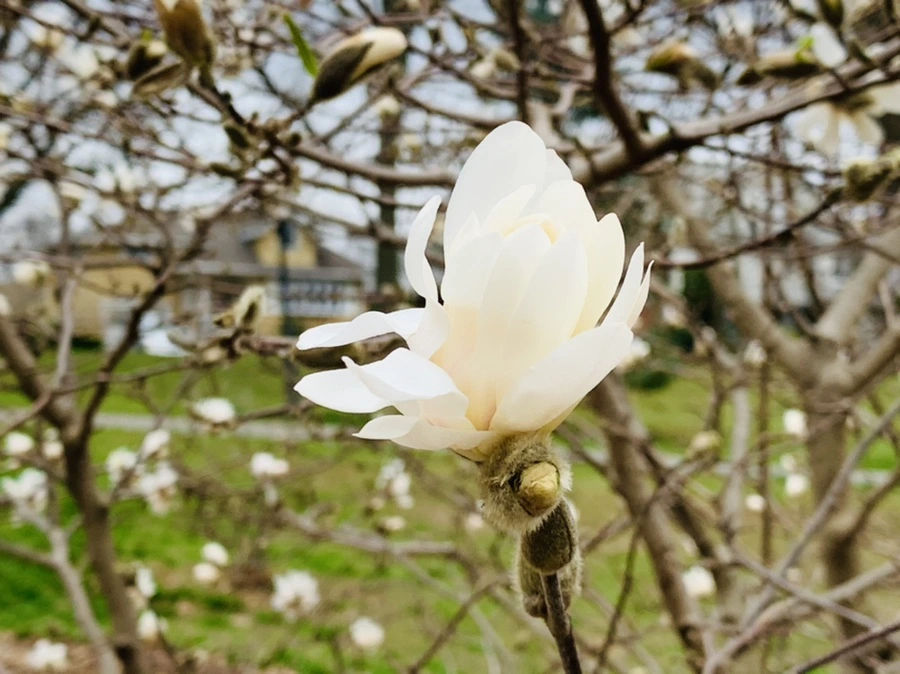 IMG_6028.jpg?type=w966