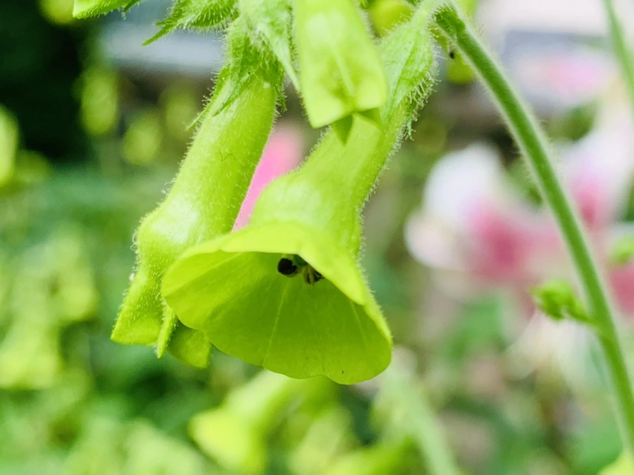 IMG_4985.jpg?type=w966