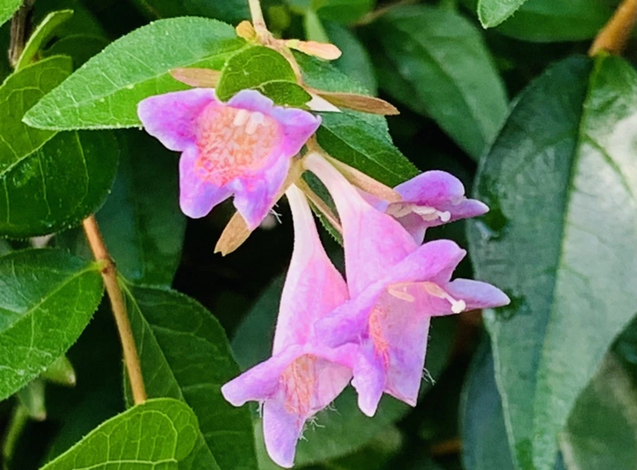 IMG_8951.jpg?type=w966