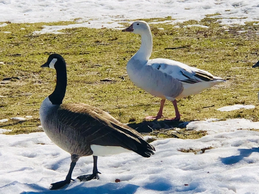 IMG_4896.jpg?type=w966