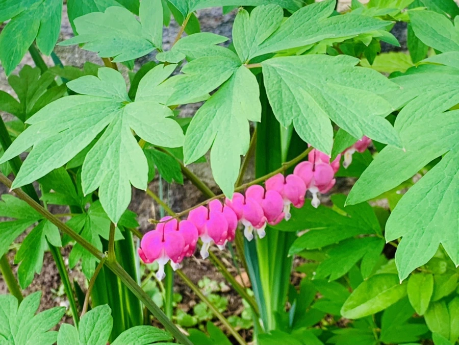 IMG_9071.jpg?type=w966