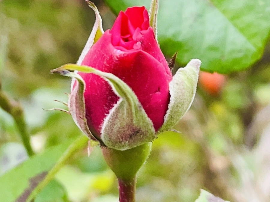 IMG_6202.jpg?type=w966