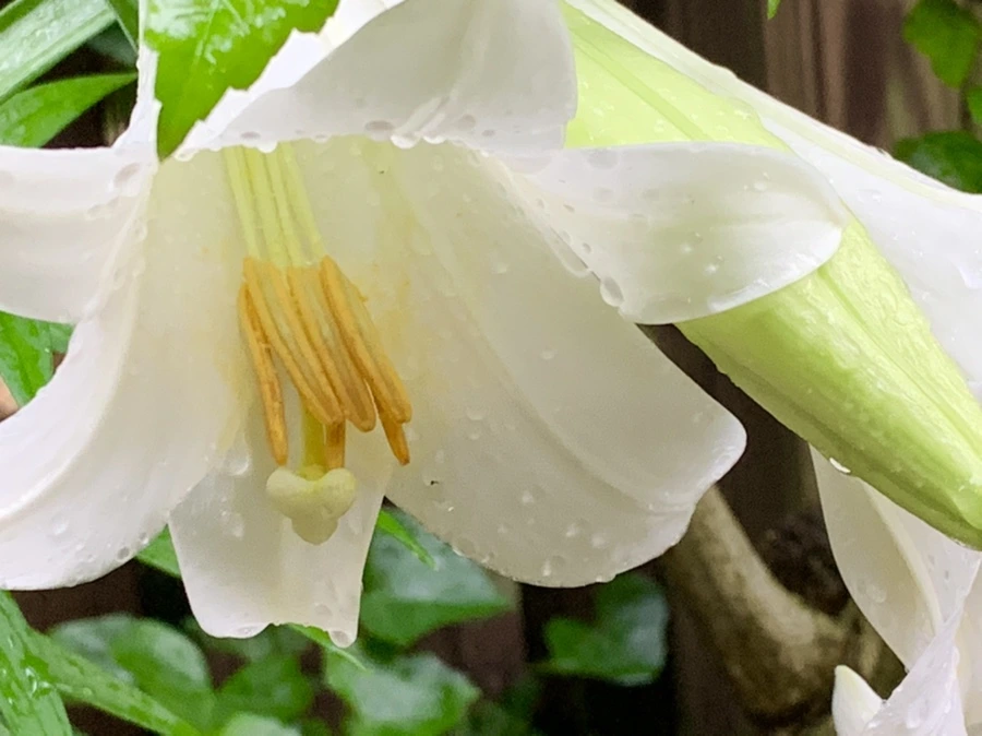 IMG_0095.jpg?type=w966