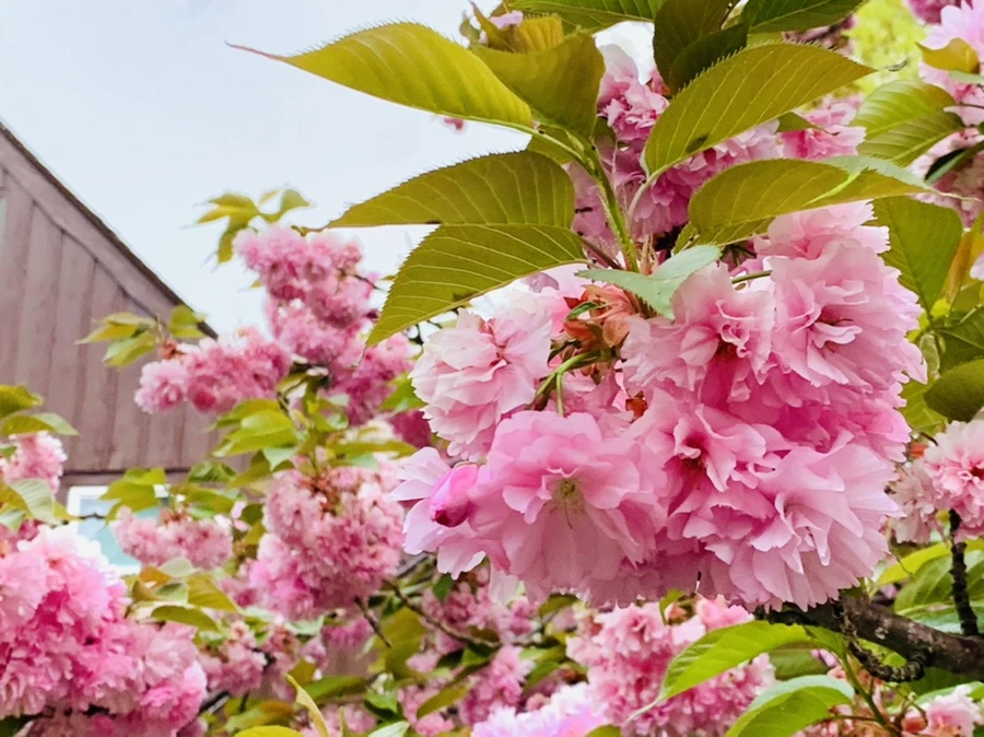 IMG_7163.jpg?type=w966