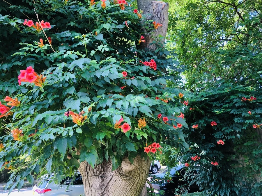 IMG_2027.jpg?type=w966