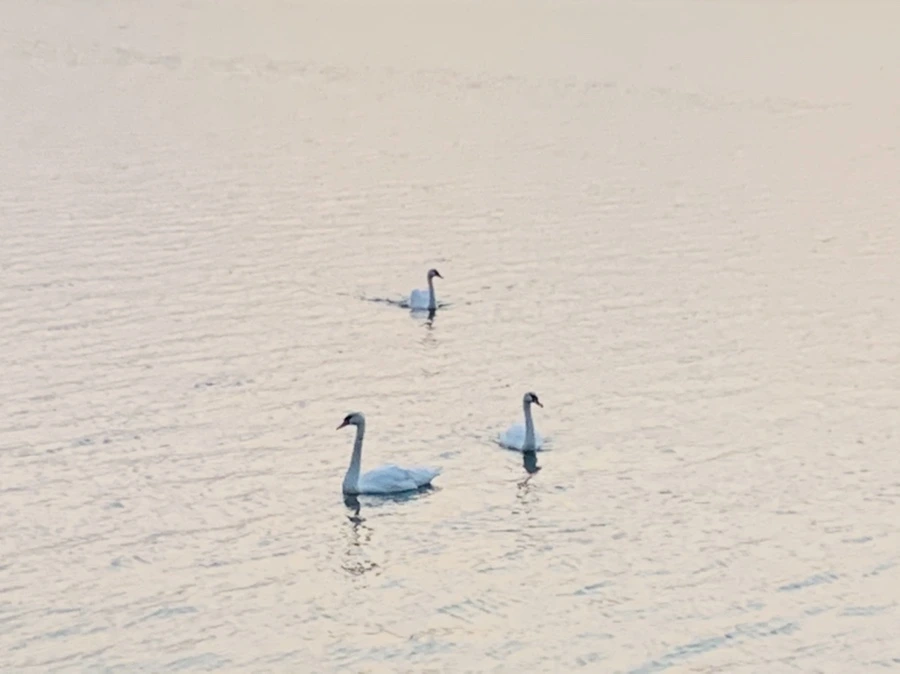 IMG_2311.jpg?type=w966