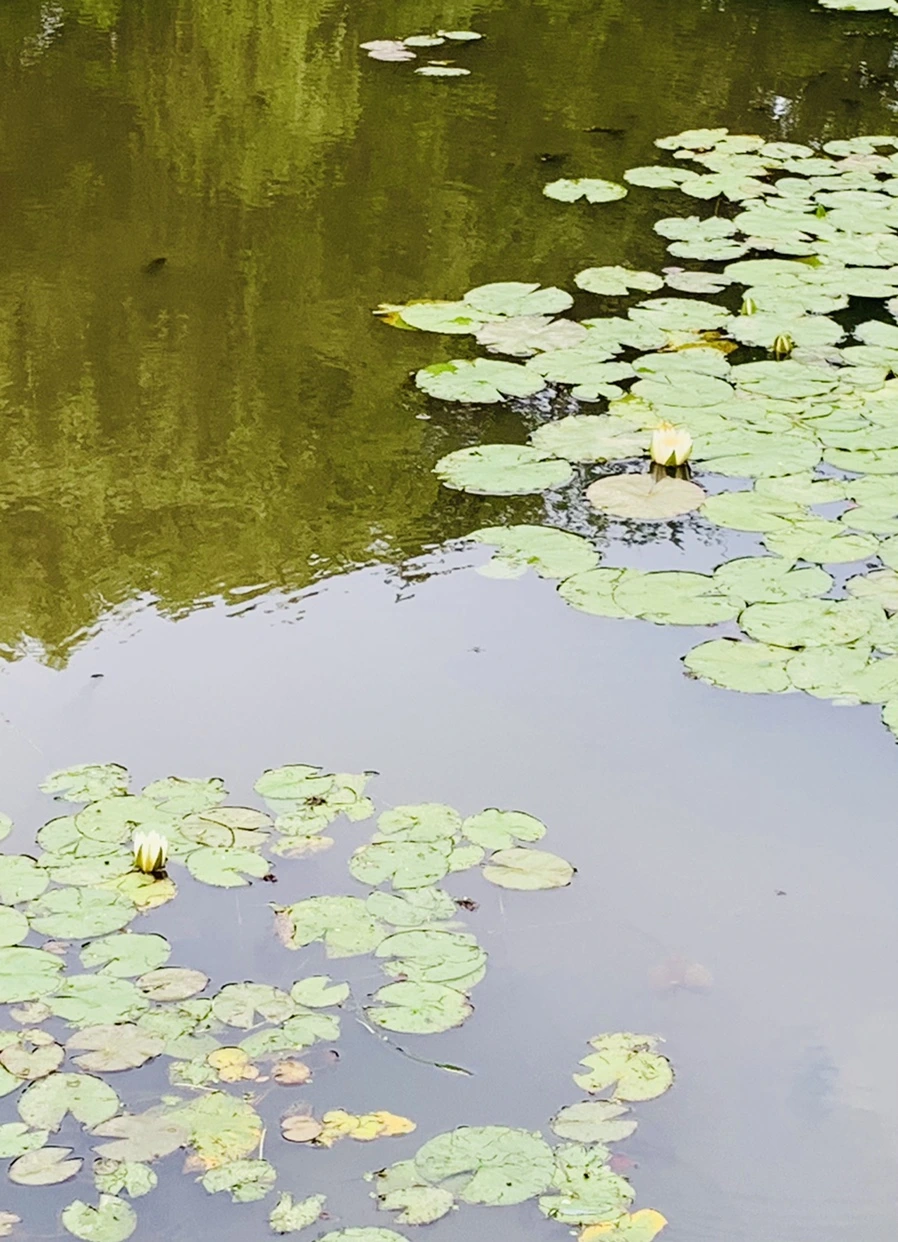 IMG_1522.jpg?type=w966