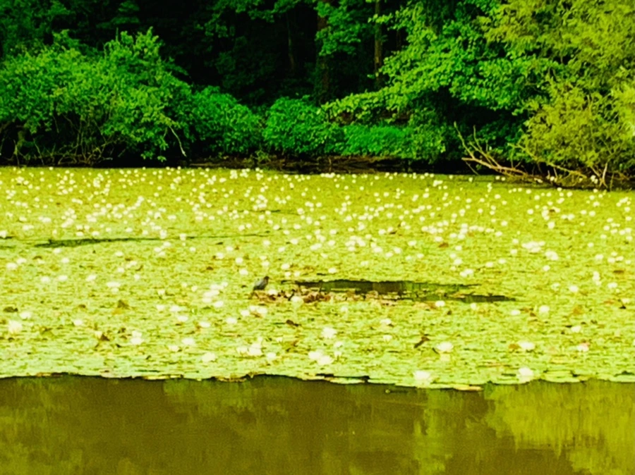 IMG_7822.jpg?type=w966