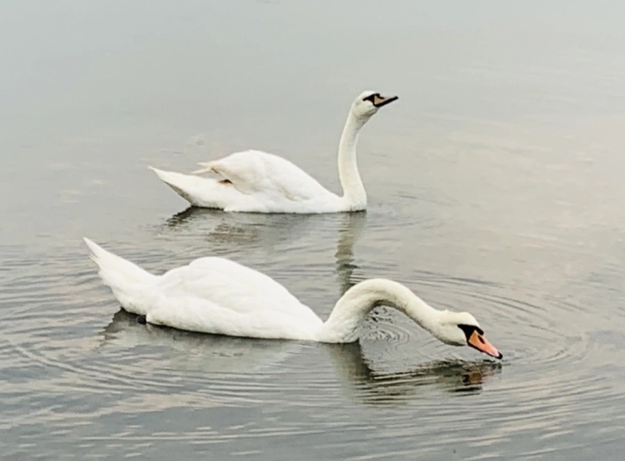 IMG_0318.jpg?type=w966