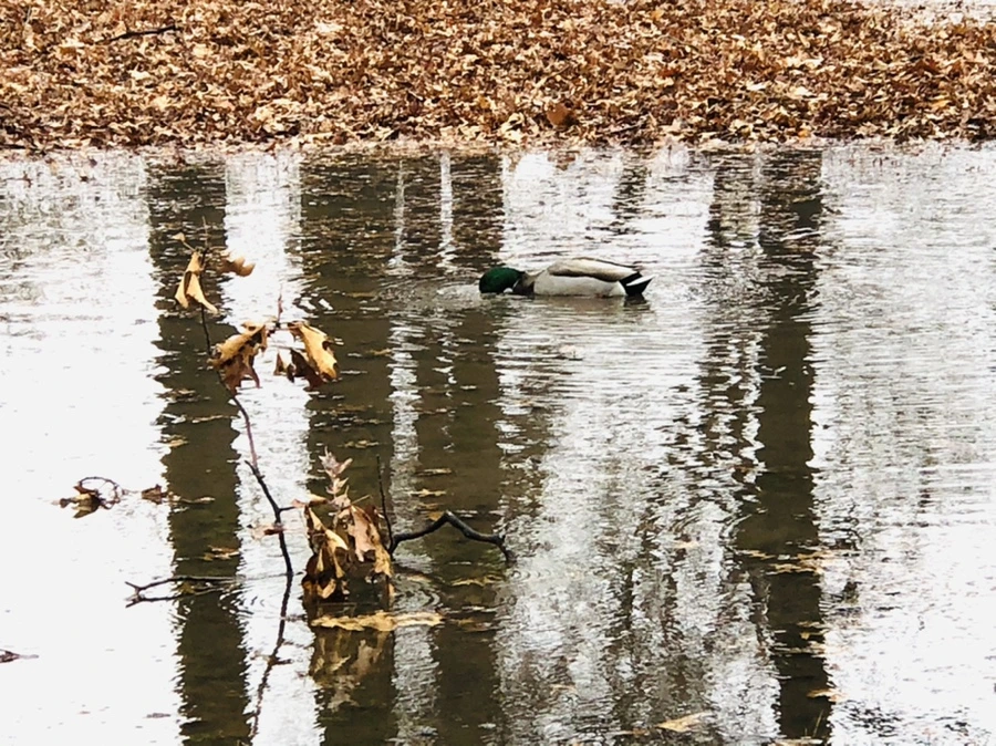 IMG_3384.jpg?type=w966