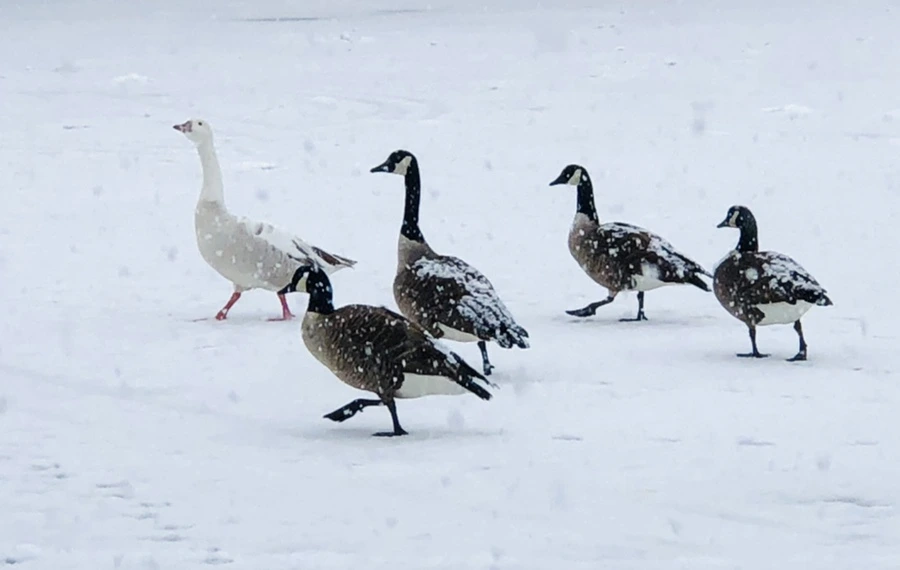 IMG_4141.jpg?type=w966