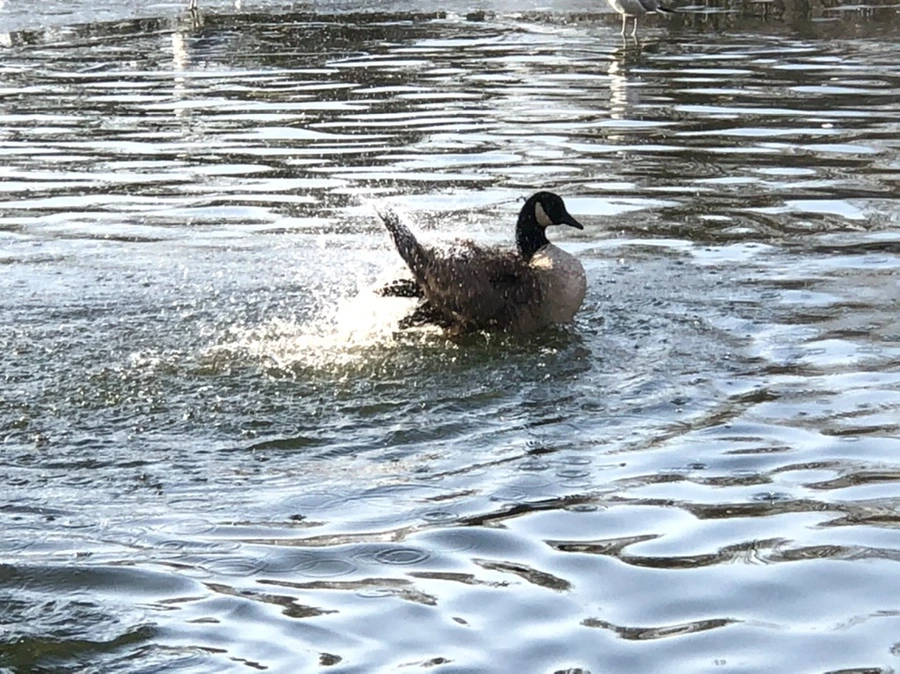 IMG_2840.jpg?type=w966