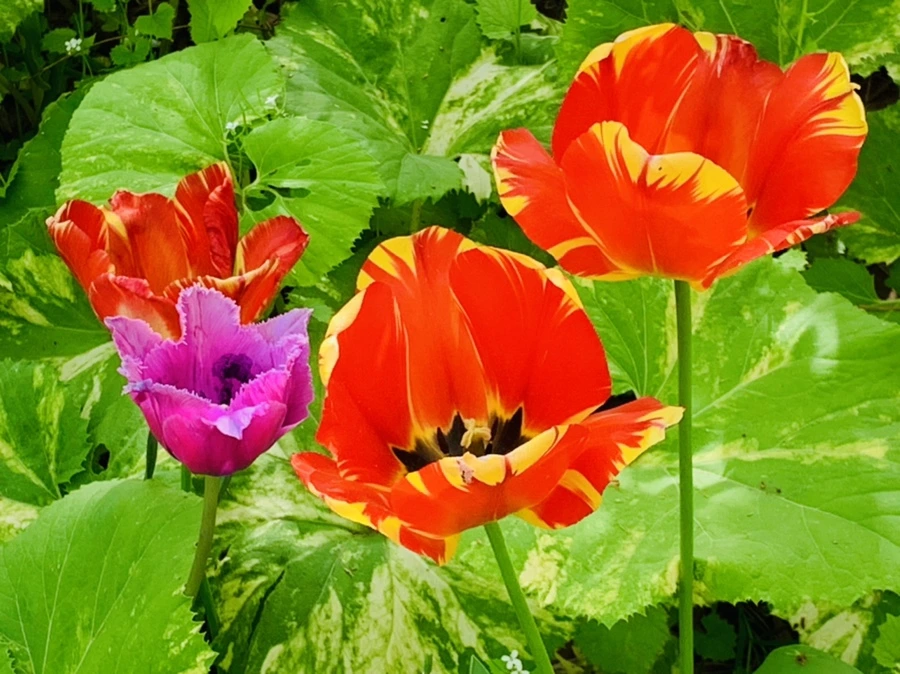 IMG_7033.jpg?type=w966