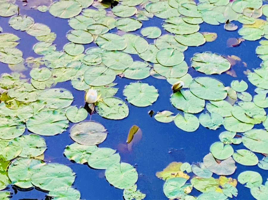 IMG_5542.jpg?type=w966