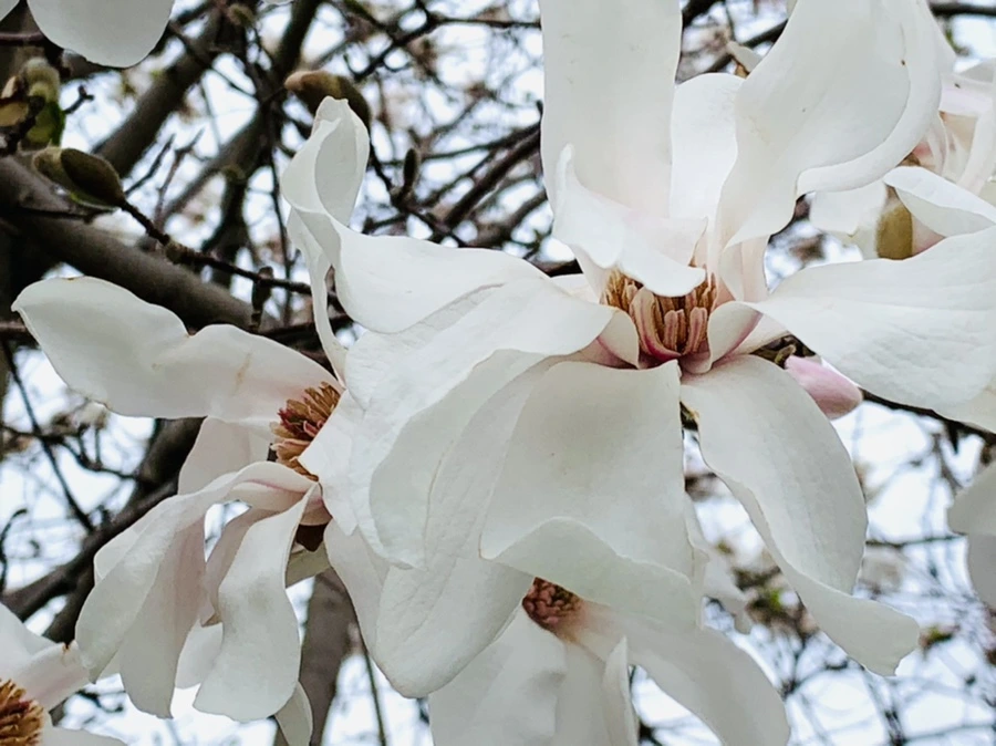 IMG_5931.jpg?type=w966