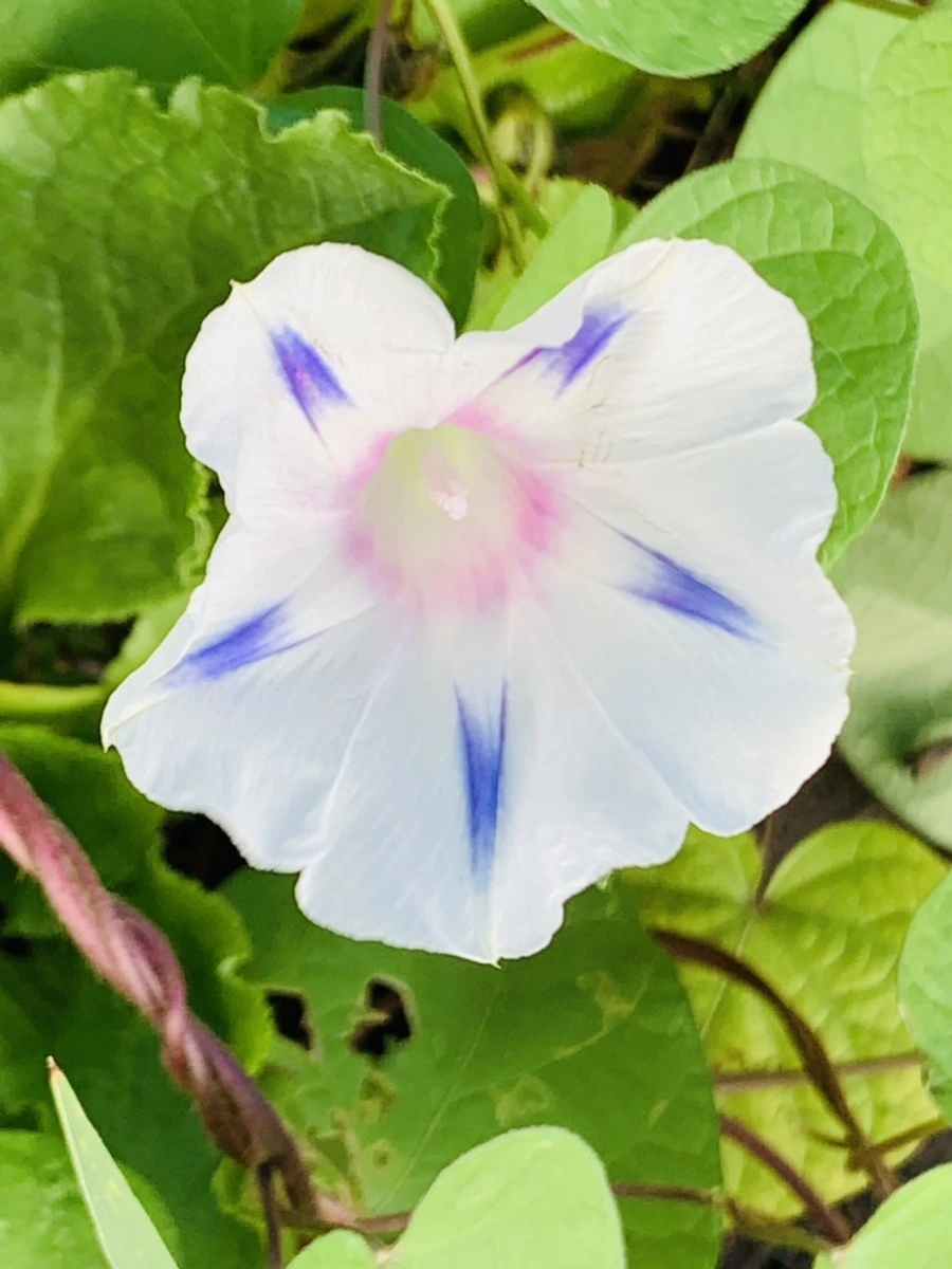 -iL3RyPQO31hwjgSkWWAdicJc6M