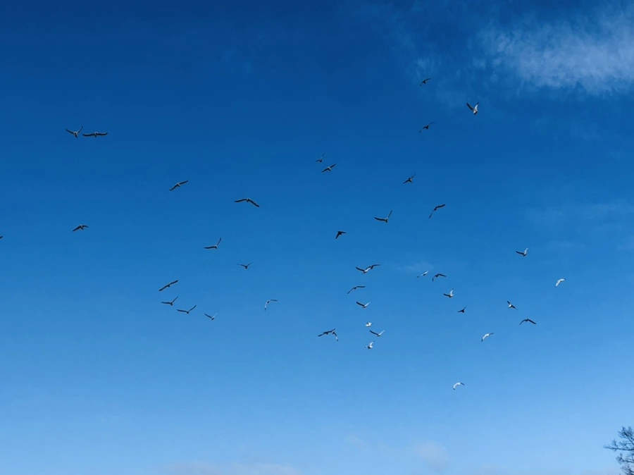 IMG_4725.jpg?type=w966